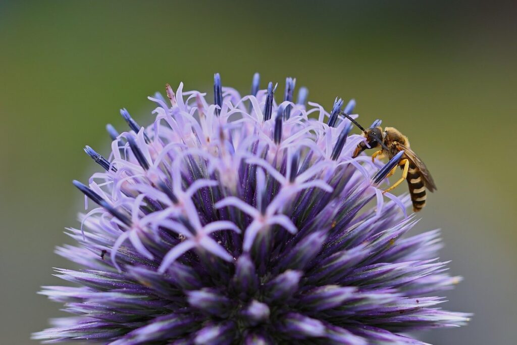 are hover flies dangerous
