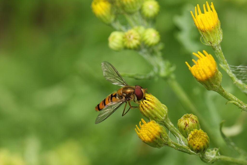 hoverfly bee