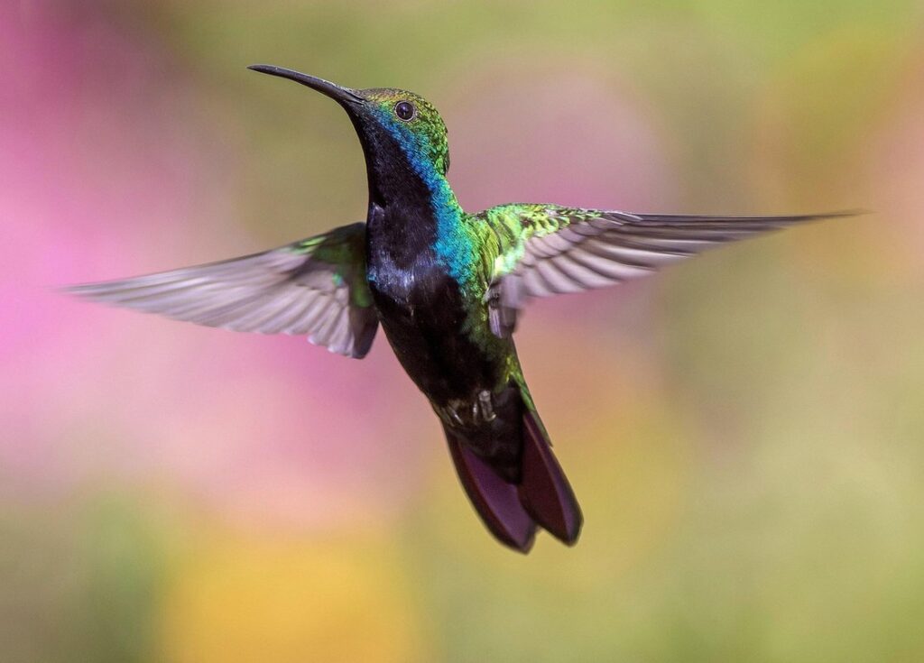 hovering flies