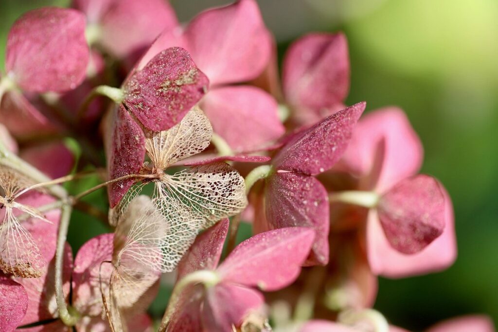 are hydrangeas good for pollinators