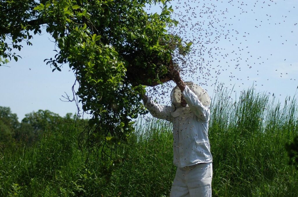keeping a beehive