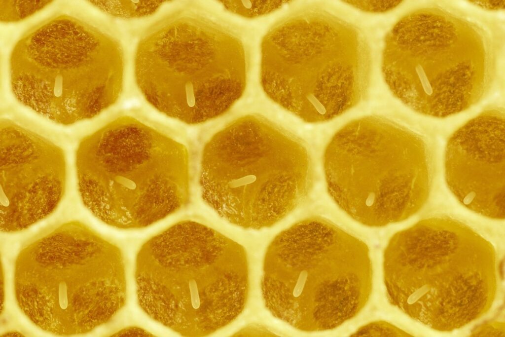 larvae bees