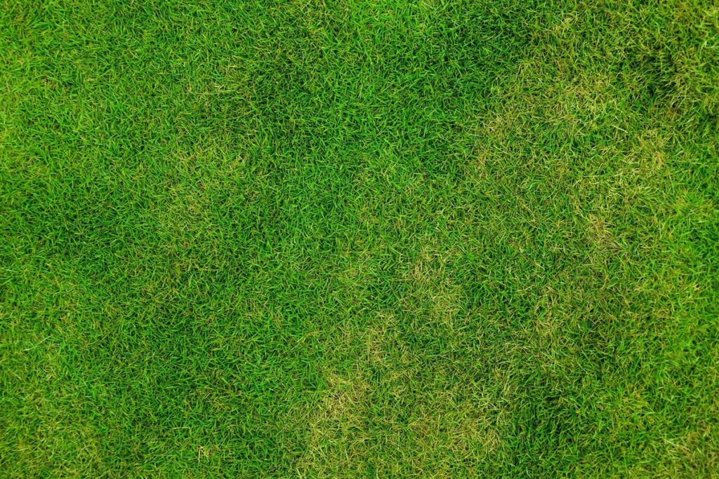 benefits of not mowing lawn