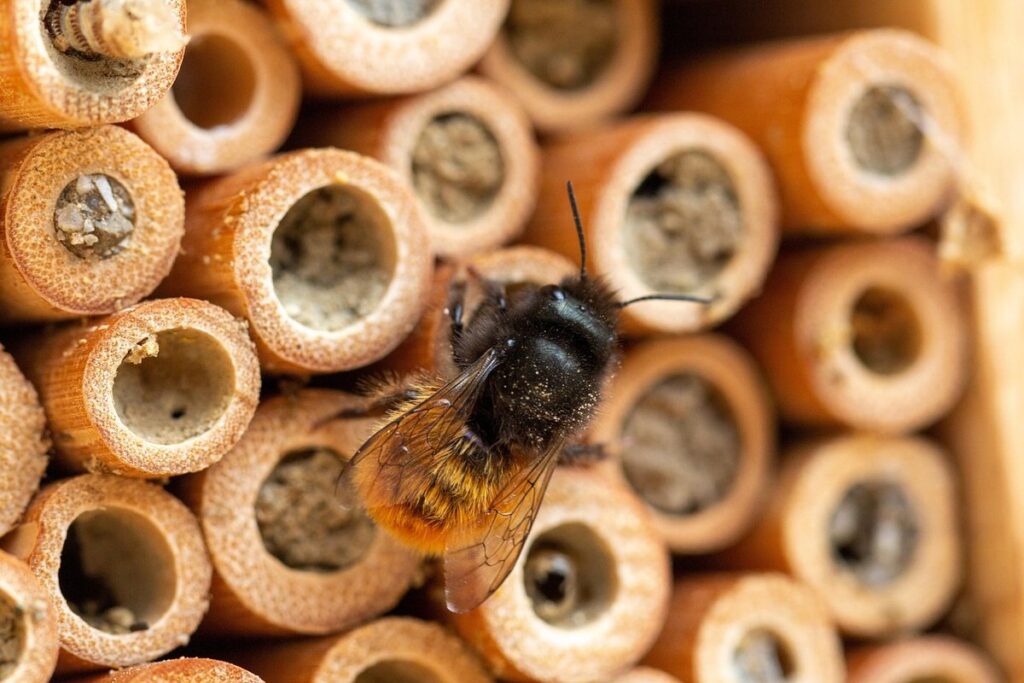mason bee nesting