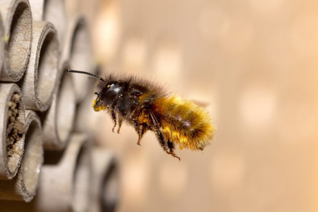 mason bees in backyard beekeeping