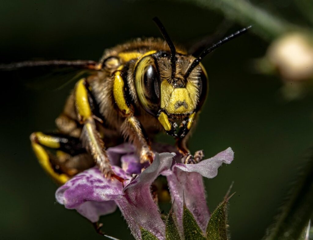 moss carder bee