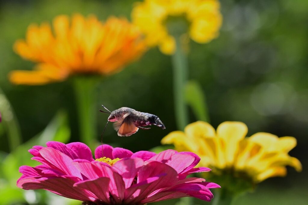 how many species of moths are there