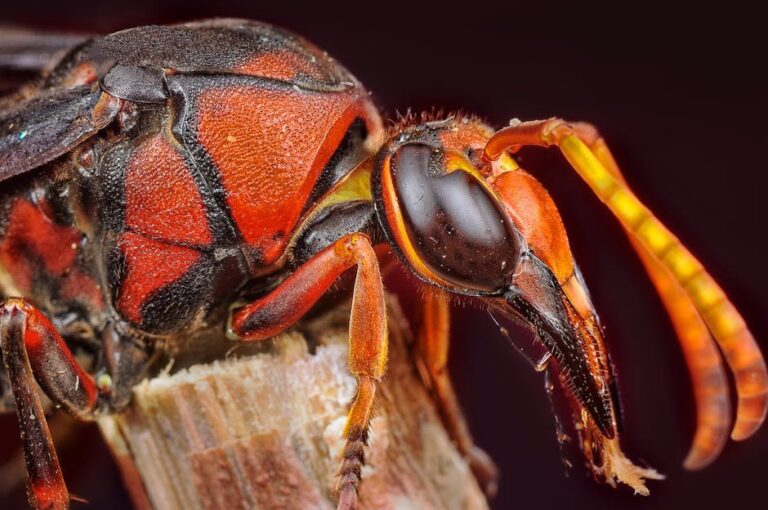 murder hornets and beekeeping