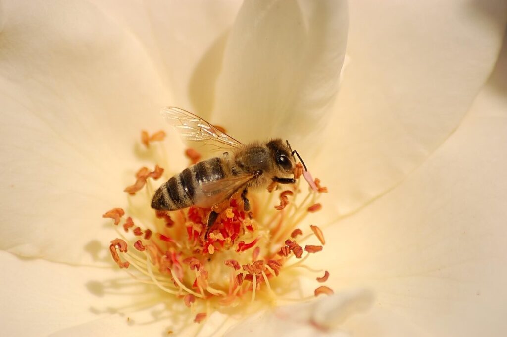 nectar collection