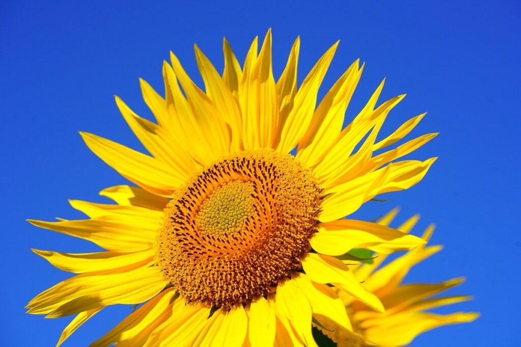 nectar from plants