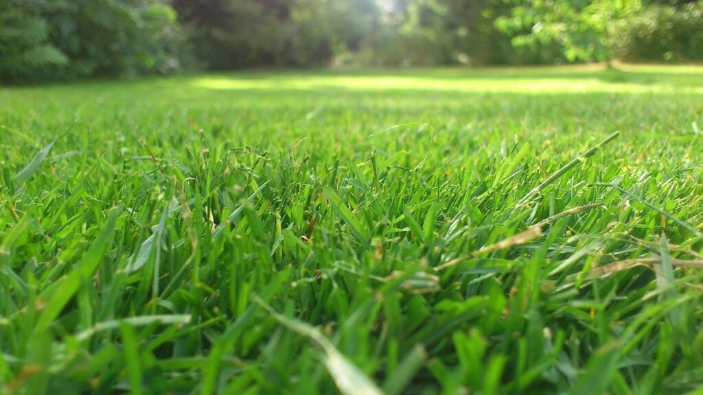 no mow may benefits