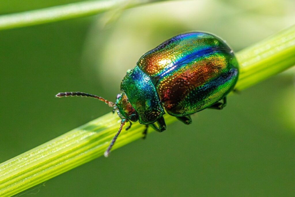 integrated pest management
