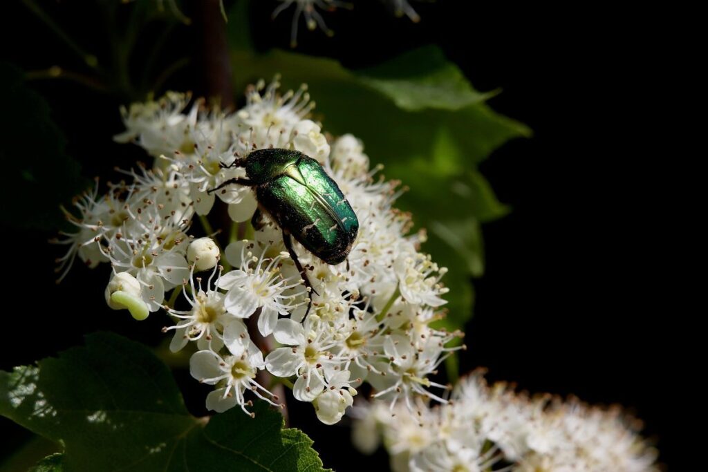 pollinating flowers for bees