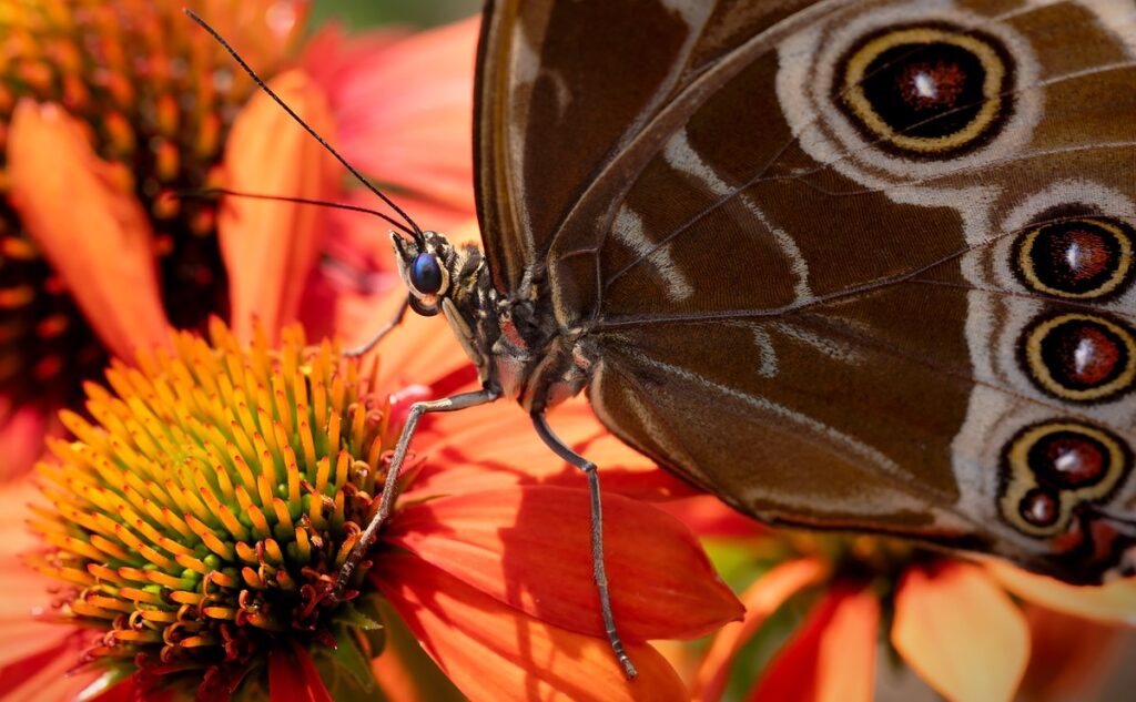 what flowers are good for pollinators