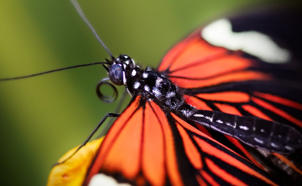 how can we help pollinators