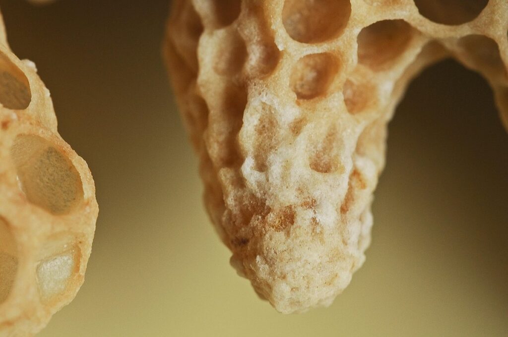 queen bee cell
