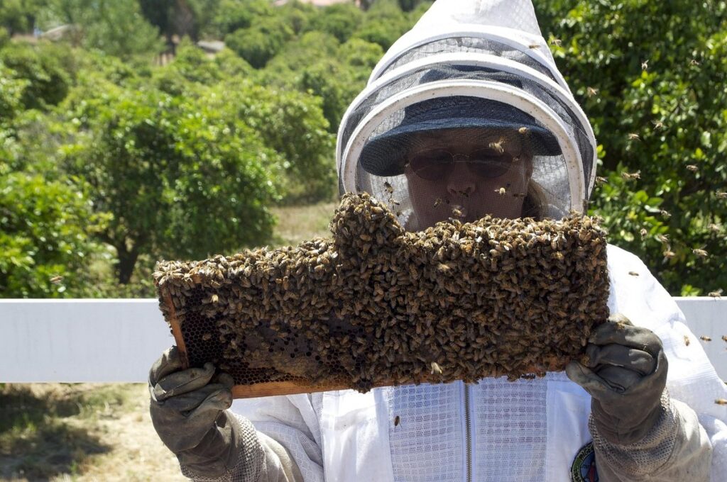 does queen bee have a stinger