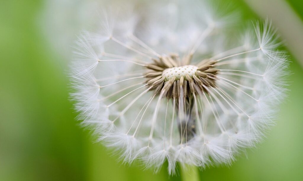 rare wildflower seeds