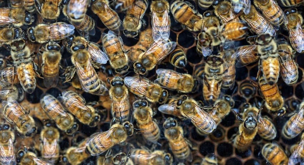 moving bee hives