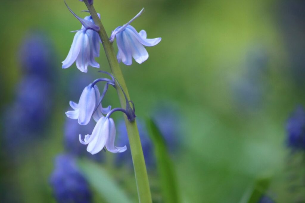spanish bluebell