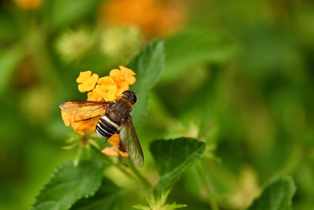 yellow and black striped fly