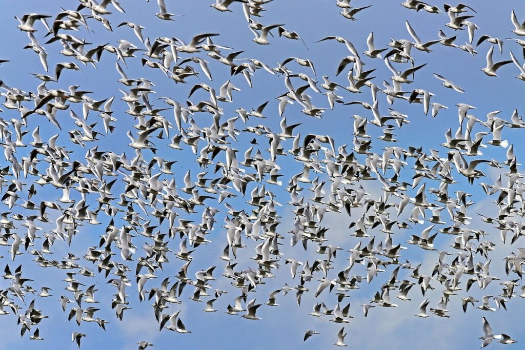 swarm prevention