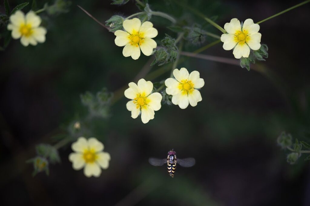 syrphid flies