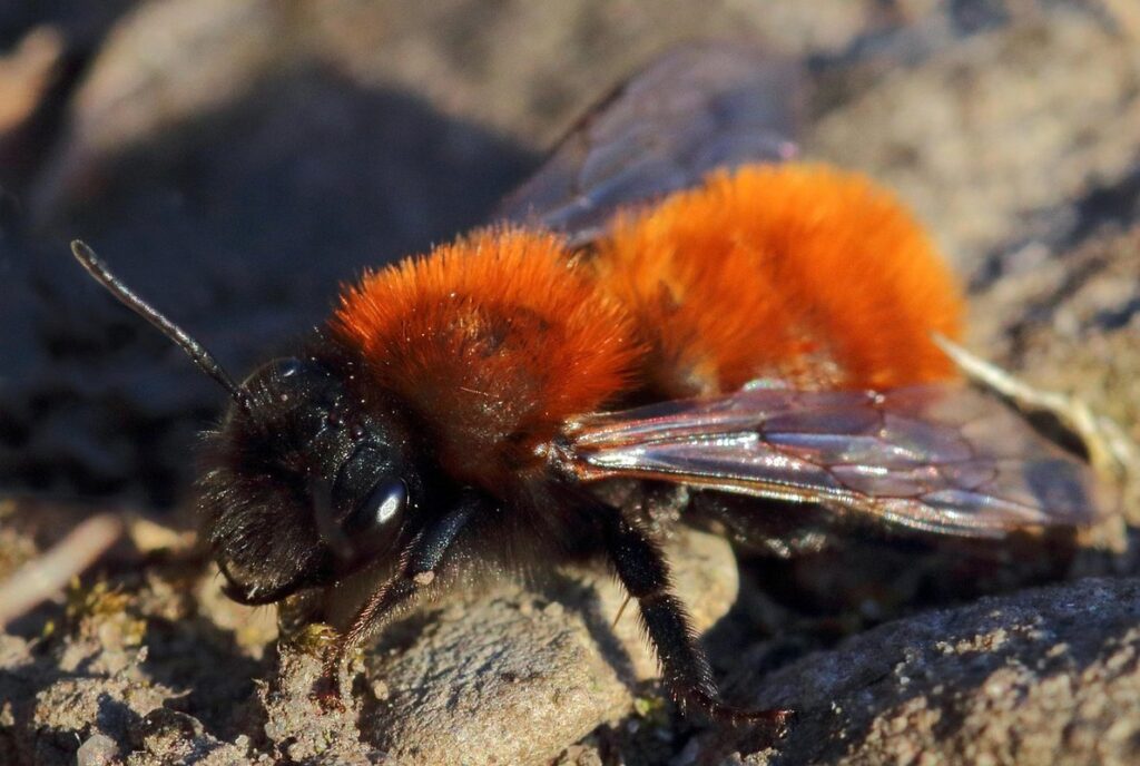 tawny mining bee