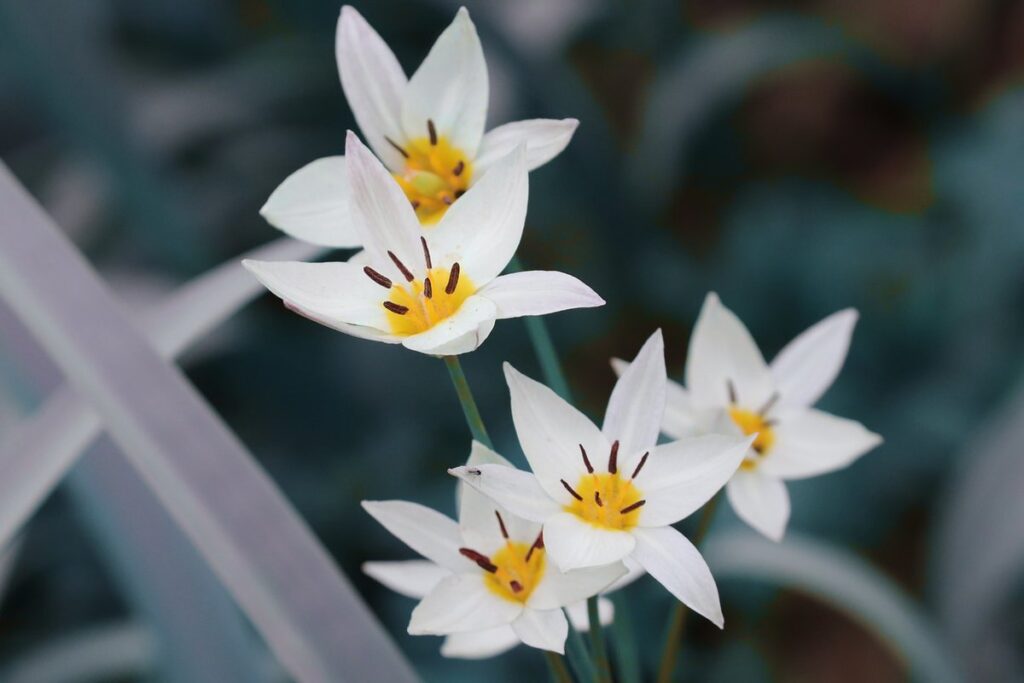 tulip honey