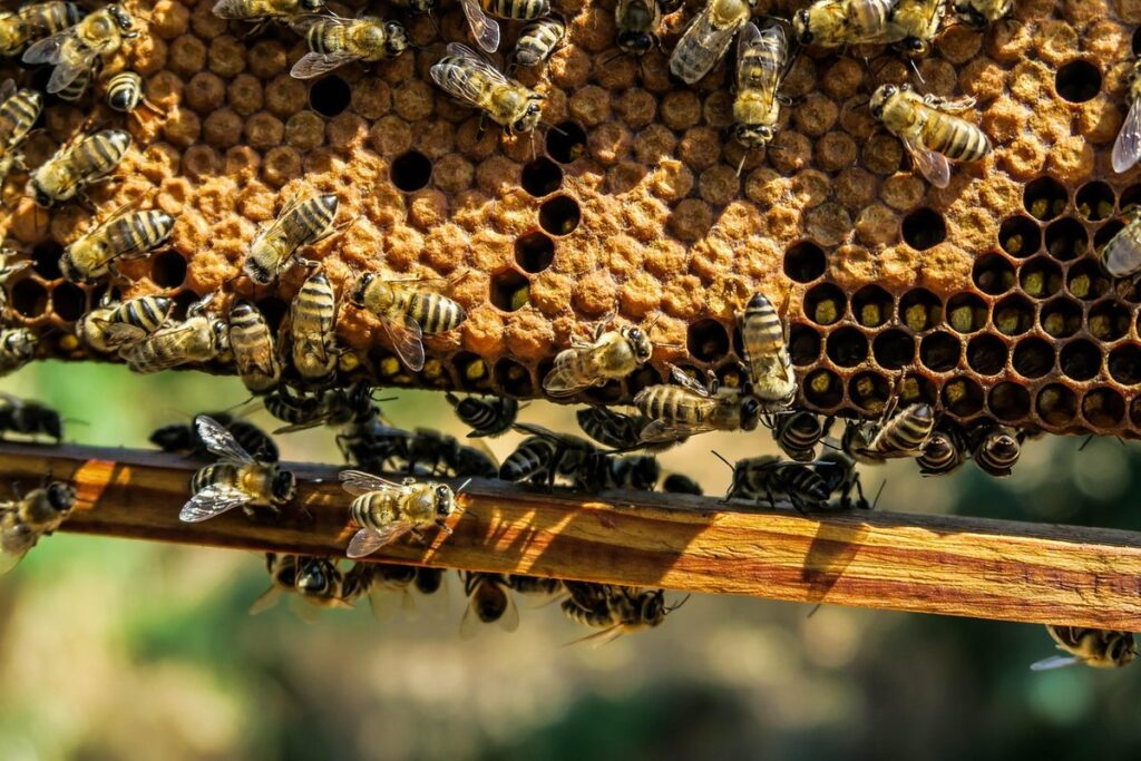 apiary registration