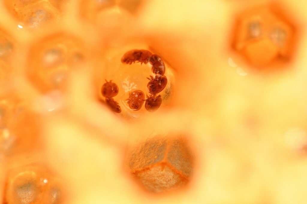 what does a varroa mite look like