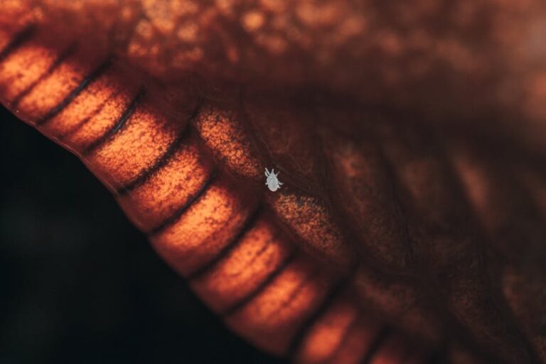 varroa mites in beekeeping