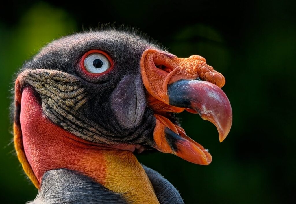 vulture bee