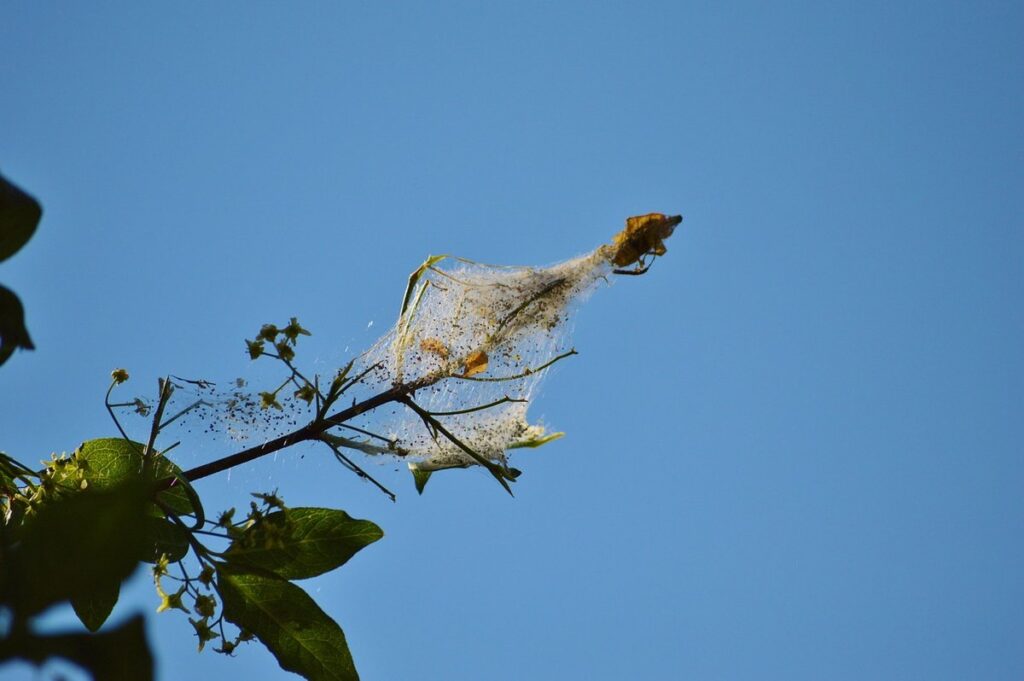 wax moth cocoons