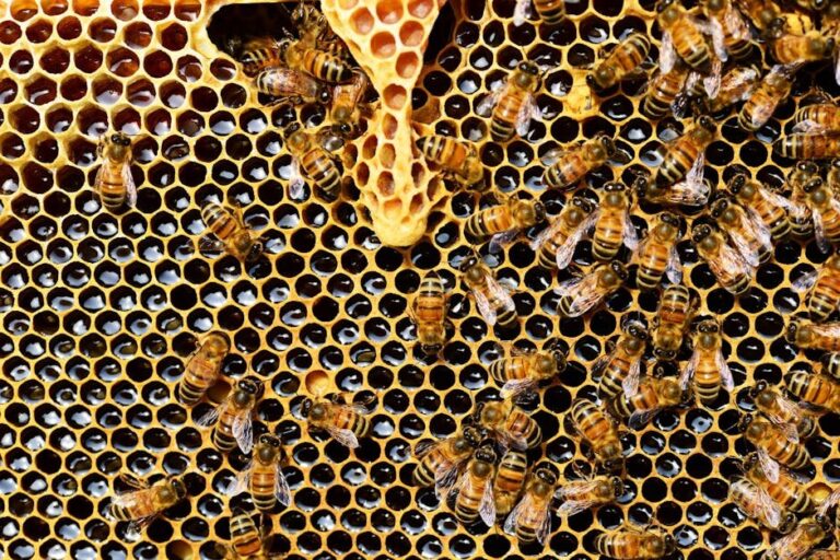 wax moths in bee hives
