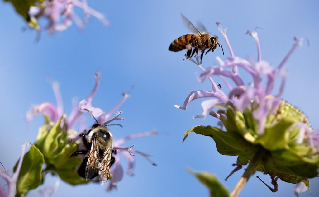 what are bumblebees