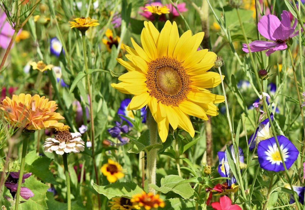 planting a wildflower garden