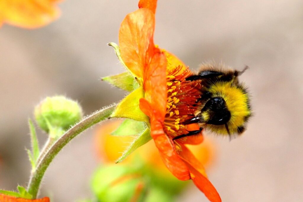 all yellow bumble bee