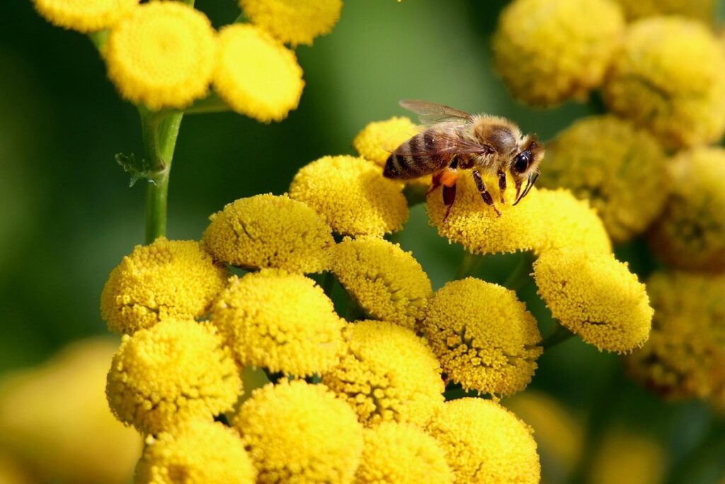 yellow honey bee