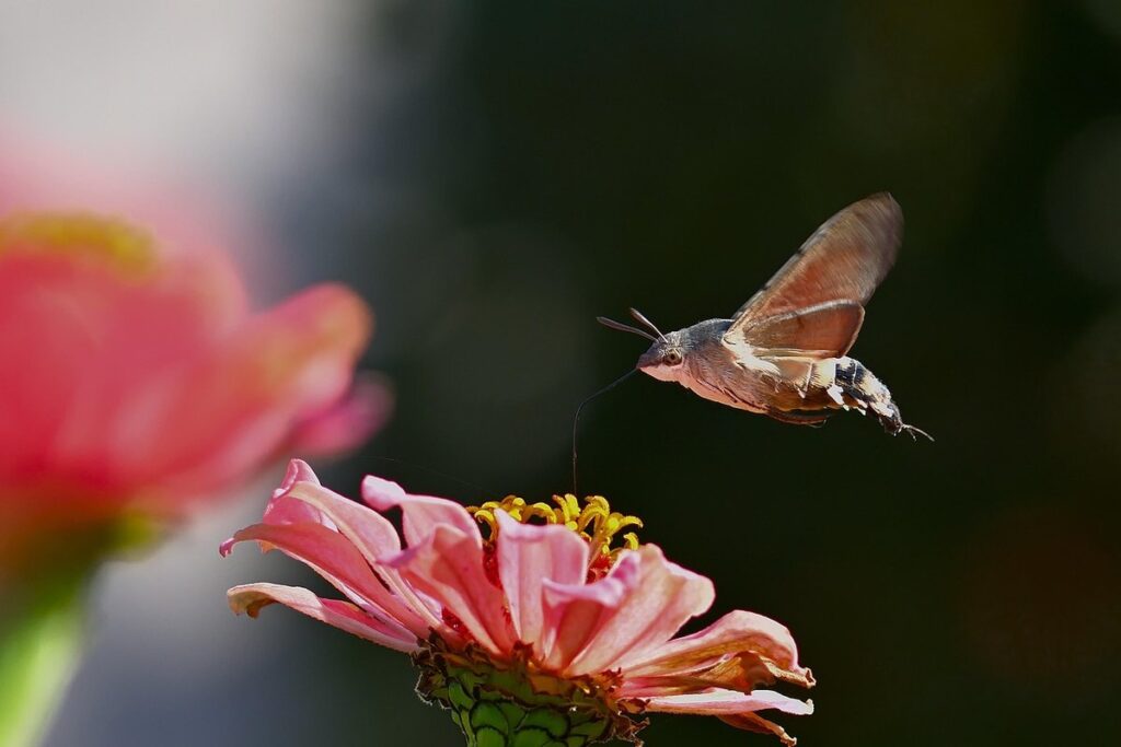 are zinnias good for pollinators