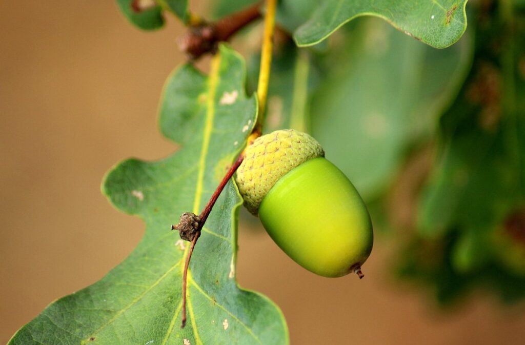 acorn frames