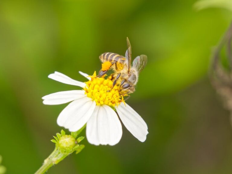 africanized bees vs honey bee