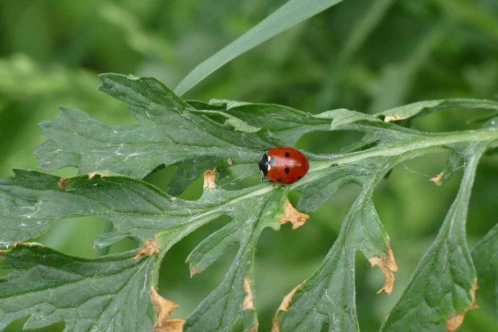 types of aphids in beekeeping