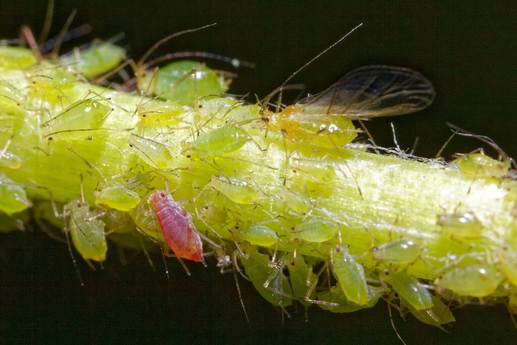 aphid species in beekeeping