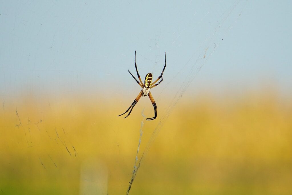 argiope aurantia danger and bees