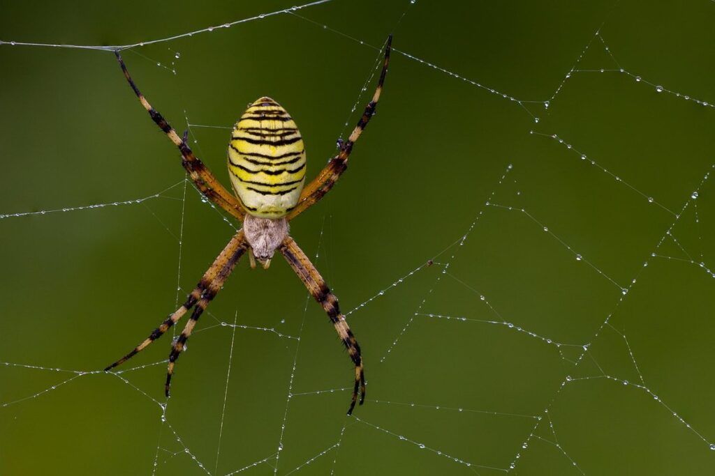 black and yellow argiope spider and bees