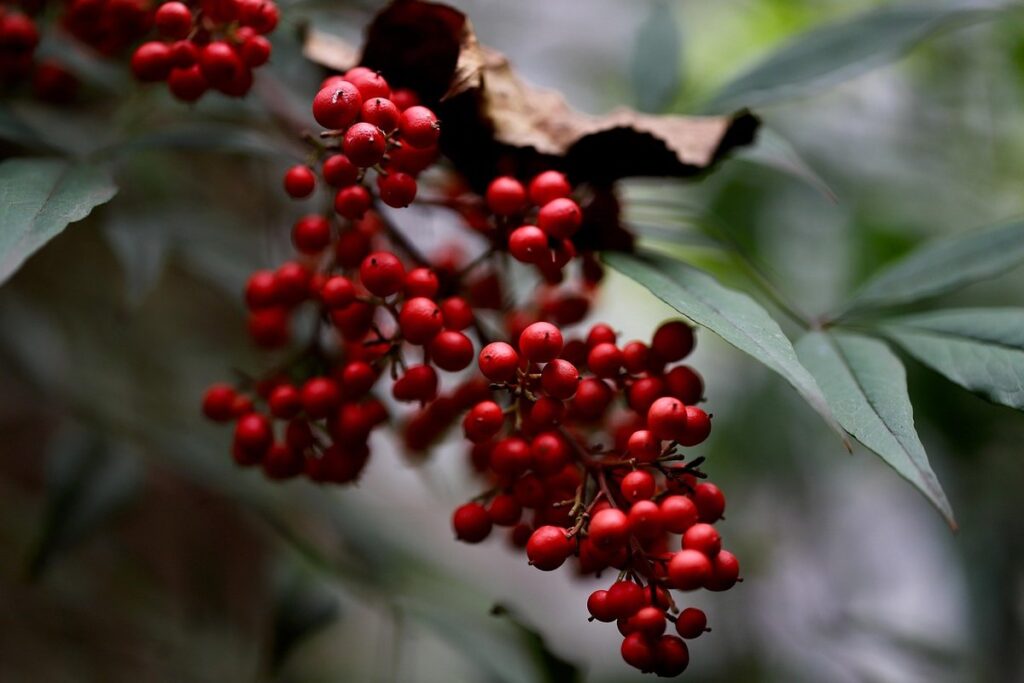 japanese bamboo invasive species for beekeepers
