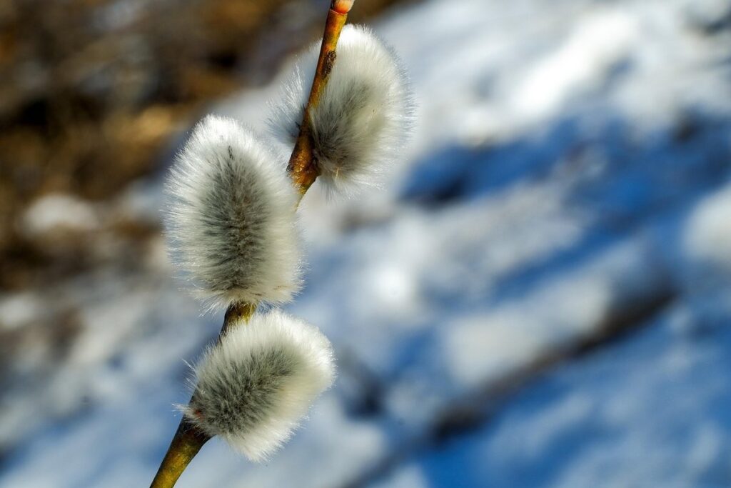 pussy willow for bees