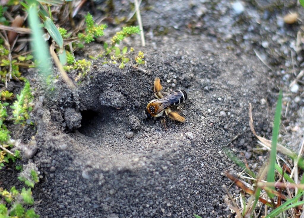 what bee builds a nest in the ground