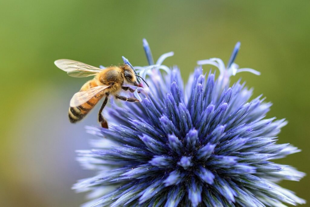 ph and soil for bee forage